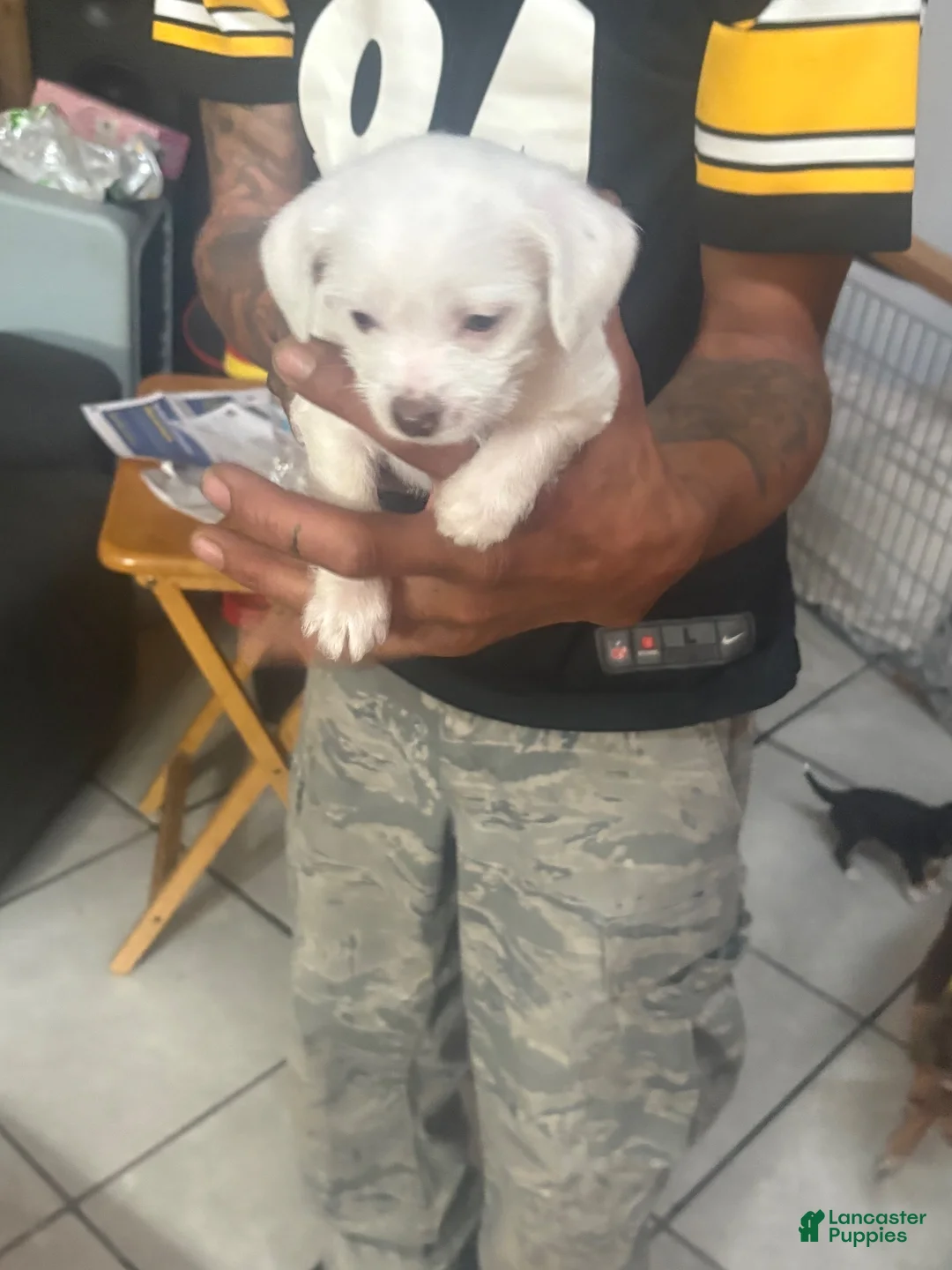 Mixed Breed dogs for sale: Mixed Breed 1 - Ad 1