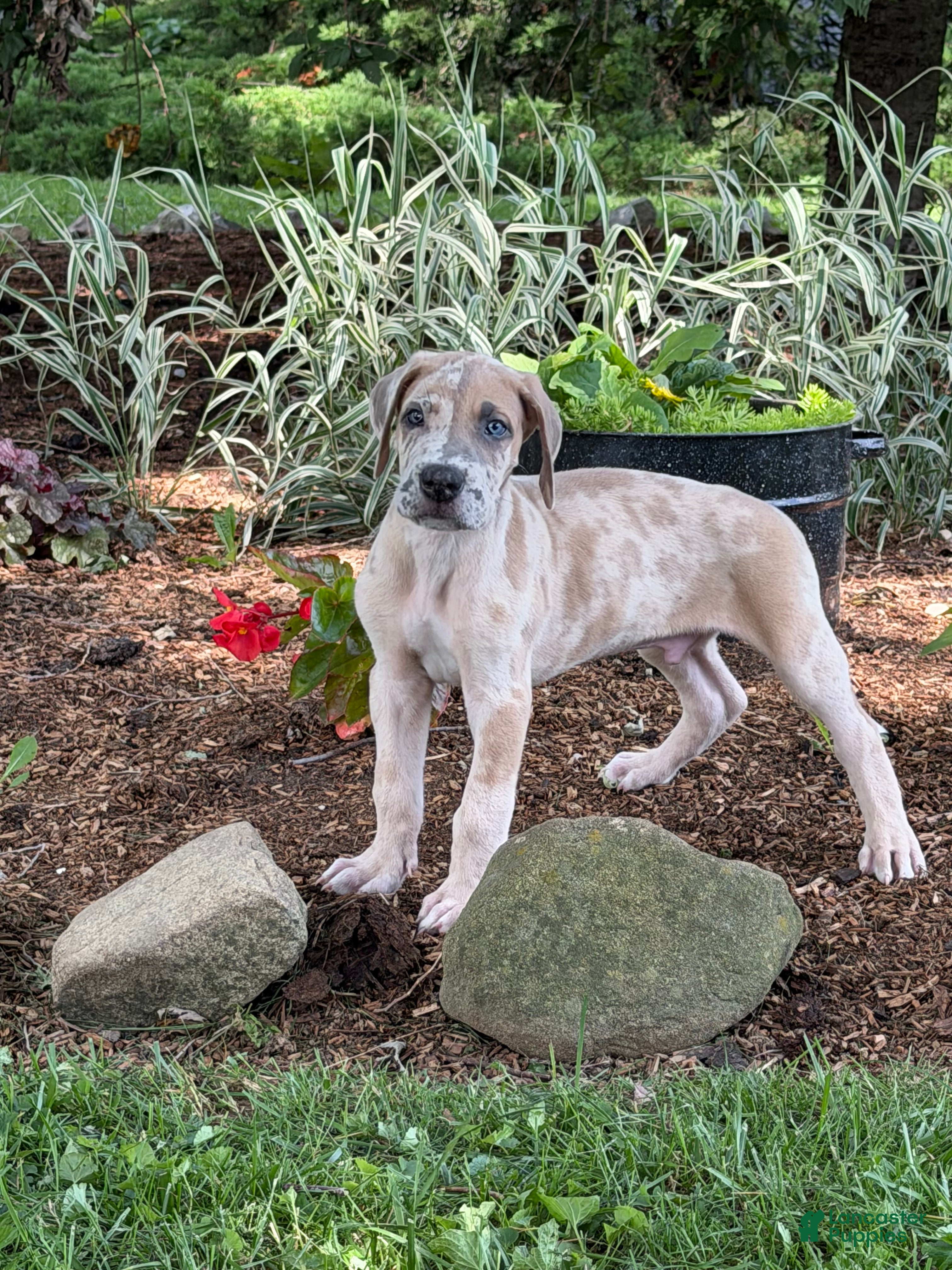 Great Dane dogs Pablo Great Dane  - Ad 2