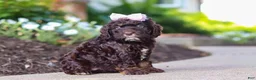 Cockapoo dogs for sale: Faye - Ad 5