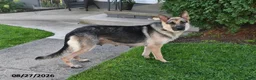 German Shepherd dogs for sale: Sasha - Ad 6