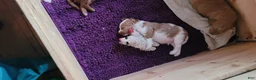Mini Goldendoodle dogs for sale: Mini Goldendoodle Male 1 - Ad 2