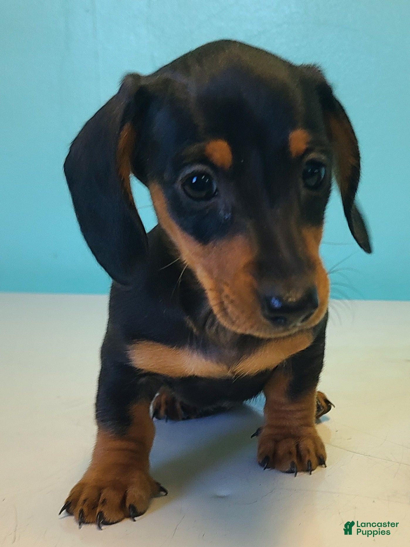 Miniature Dachshund dogs Gemma - Ad 1