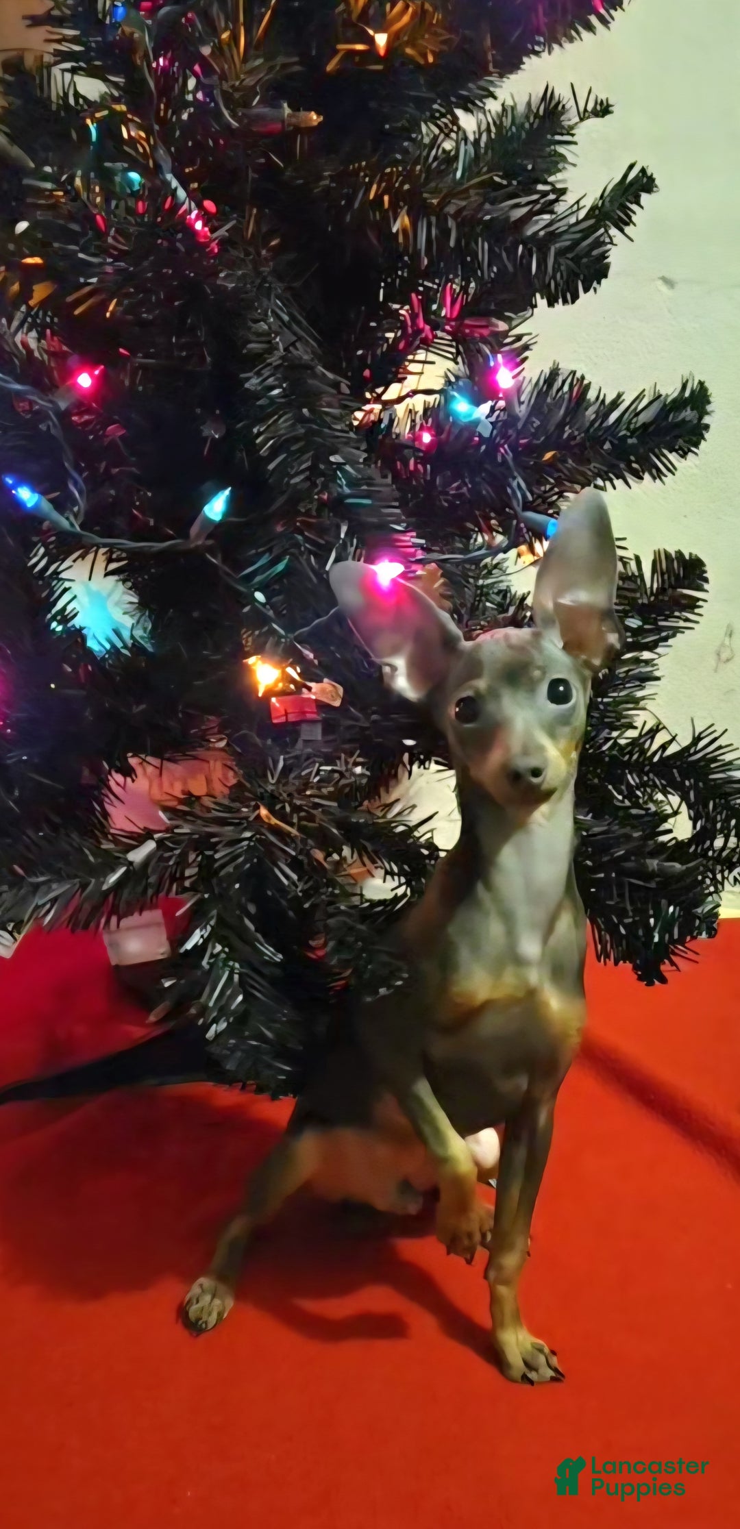 Miniature Pinscher dogs for sale: Milo - Ad 7