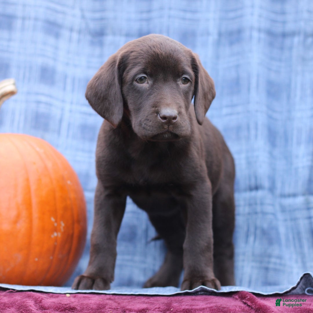 Labrador Retriever dogs for sale: Joanna  - Ad 3