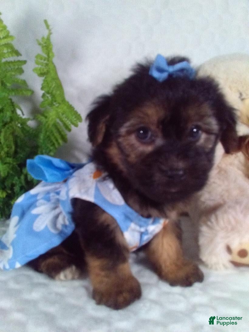 Yochon dogs Gabby - Ad 2