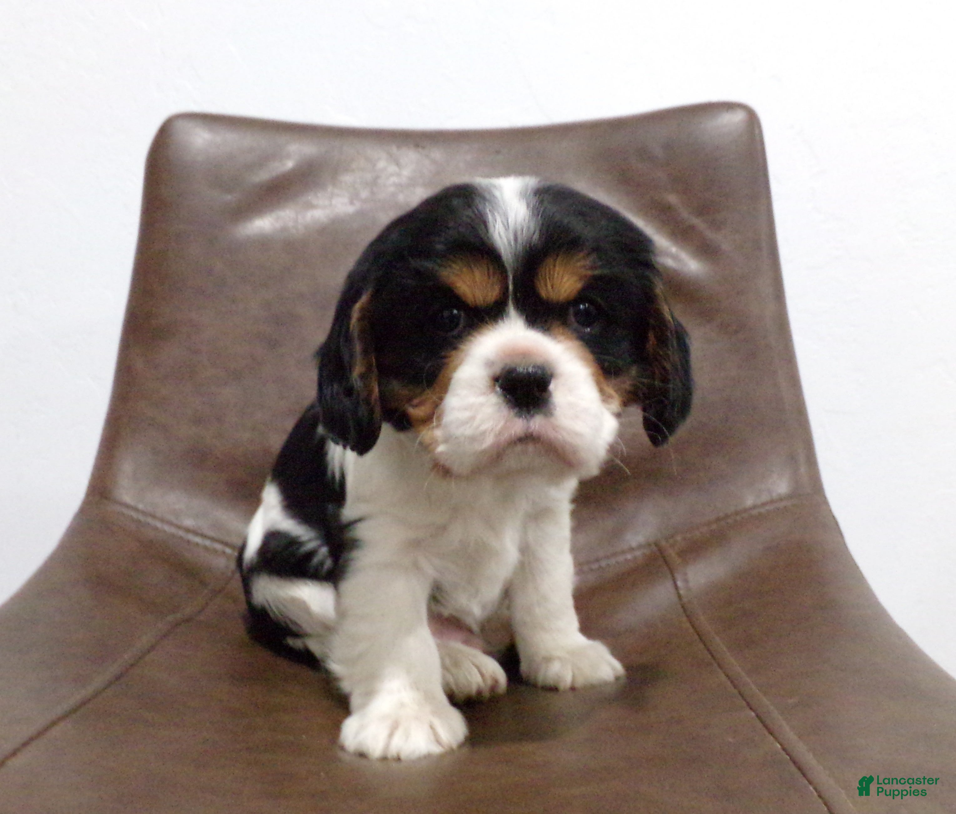 Cavalier King Charles Spaniel dogs Ollie - Ad 38