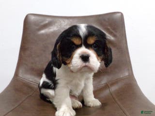 Cavalier King Charles Spaniel dogs Ollie - Ad 38