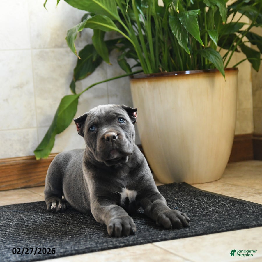 Cane Corso dogs Xala - Ad 2