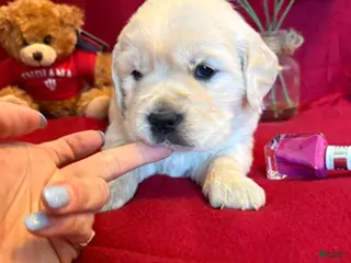 Golden Retriever dogs Button - Ad 27