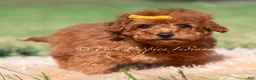Toy Poodle dogs for sale: Mason AKC - Ad 2