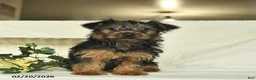 Yorkshire Terrier dogs for sale: Roxy  - Ad 3