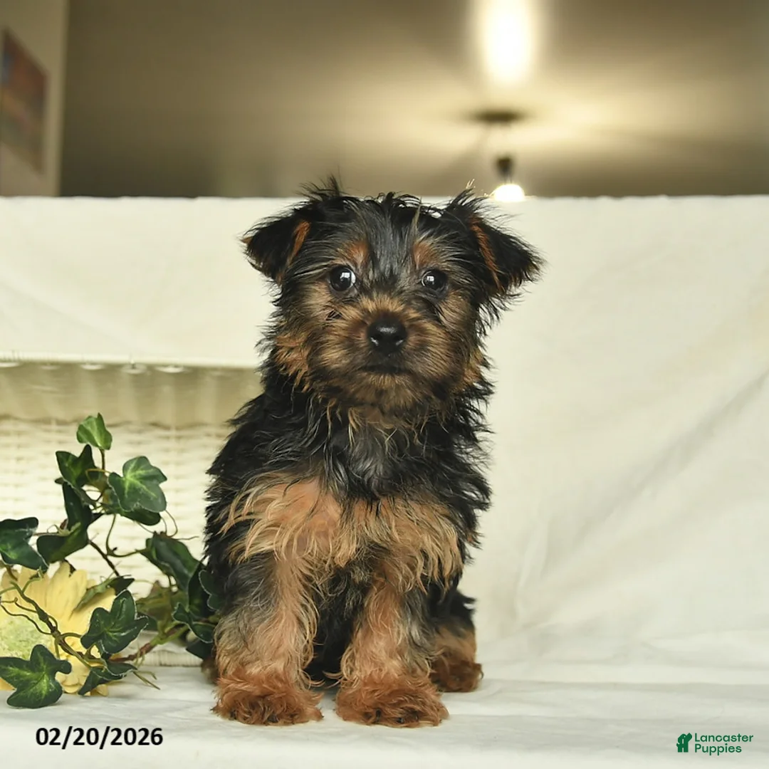 Yorkshire Terrier dogs for sale: Roxy  - Ad 3