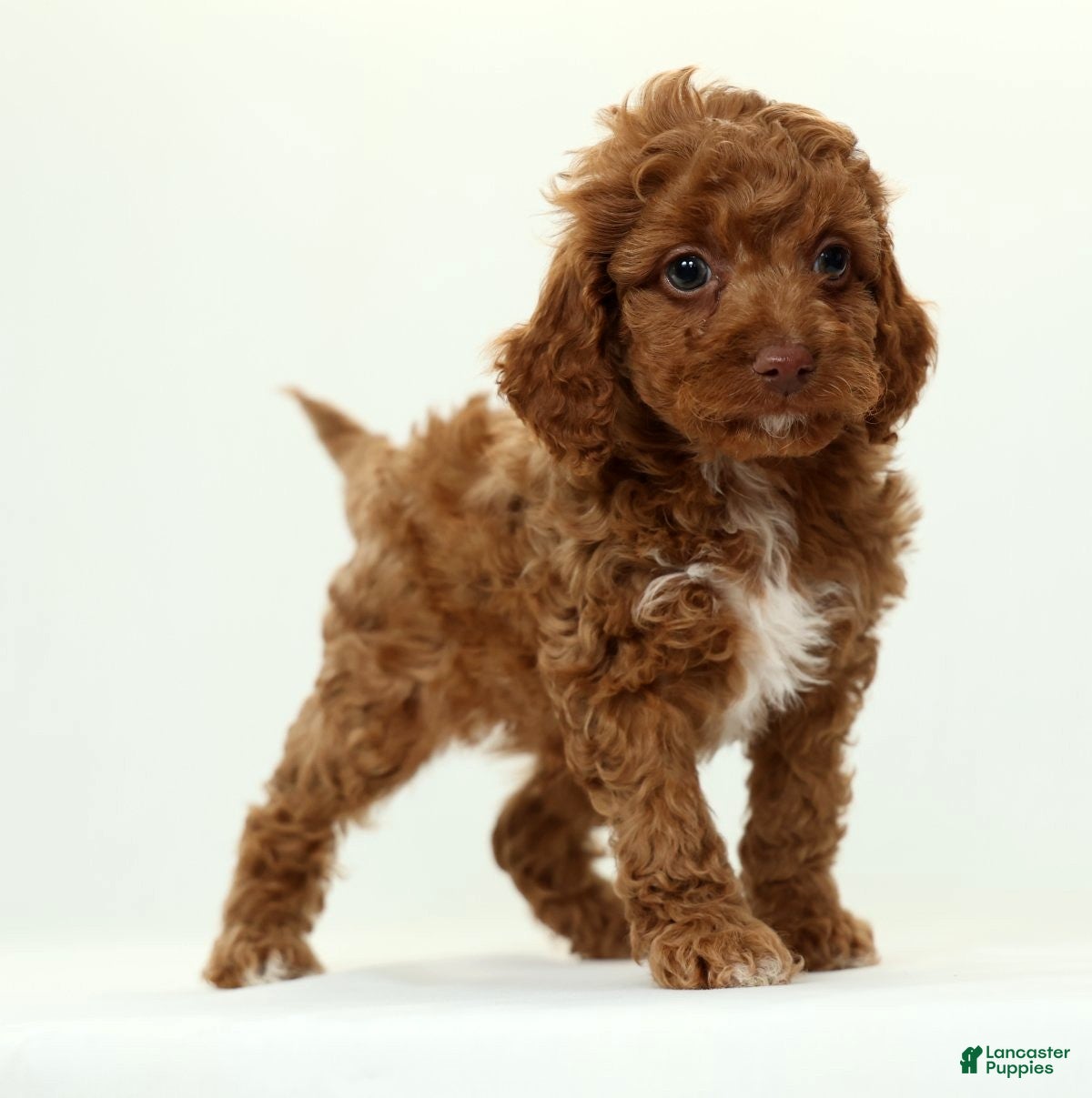 Cavapoo dogs Lars - Ad 1