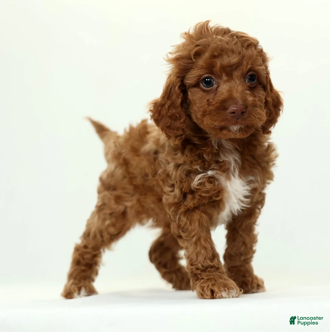 Cavapoo dogs for sale: Lars - Ad 1