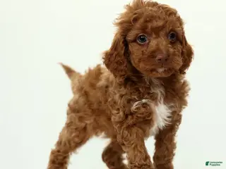 Cavapoo dogs for sale: Lars - Ad 1