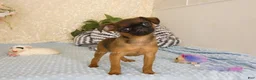Brussels Griffon dogs for sale: Ollie - Ad 4