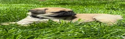 Pug dogs for sale: Mai - Ad 6