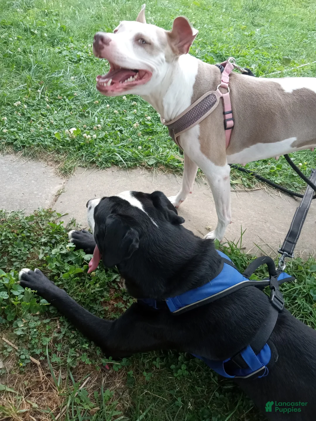 Gallery Image {{count}}