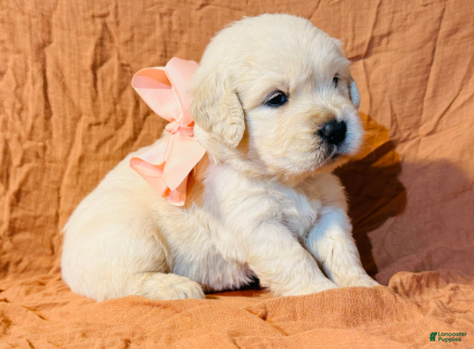 Golden Retriever dogs Pink Girl - Ad 1