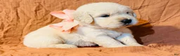 Golden Retriever dogs for sale: Pink Girl - Ad 1