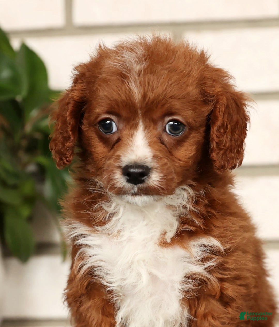 Cavapoo dogs for sale: Duane - Ad 9