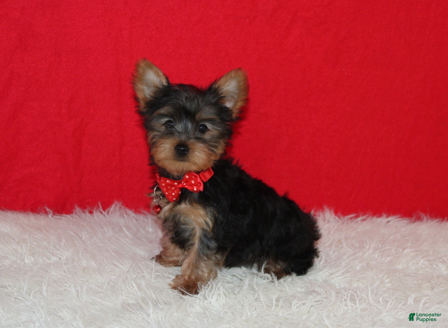 Yorkshire Terrier dogs Dannie - Ad 17