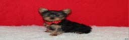 Yorkshire Terrier dogs for sale: Dannie - Ad 1