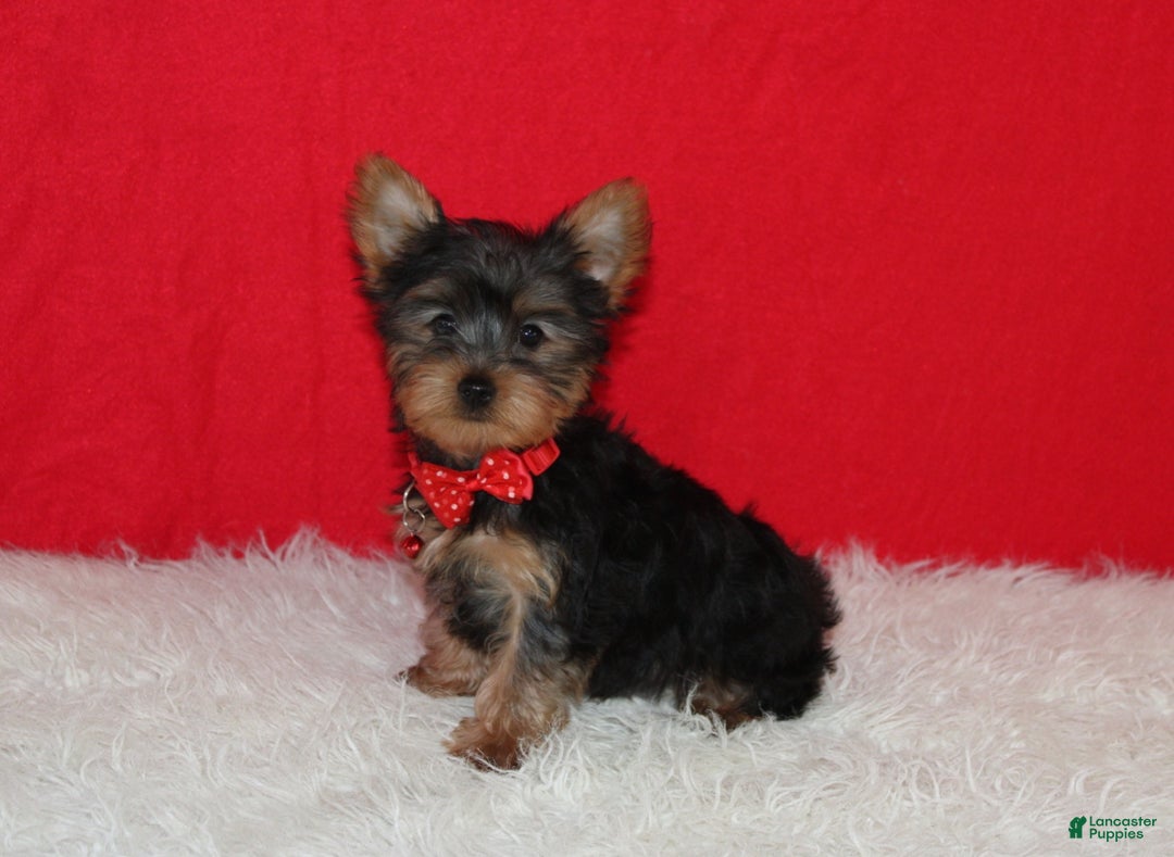 Yorkshire Terrier dogs for sale: Dannie - Ad 1