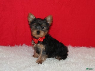 Yorkshire Terrier dogs Dannie - Ad 2
