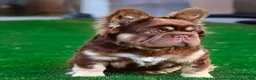 French Bulldog dogs for sale: French Bulldog 5 - Ad 12