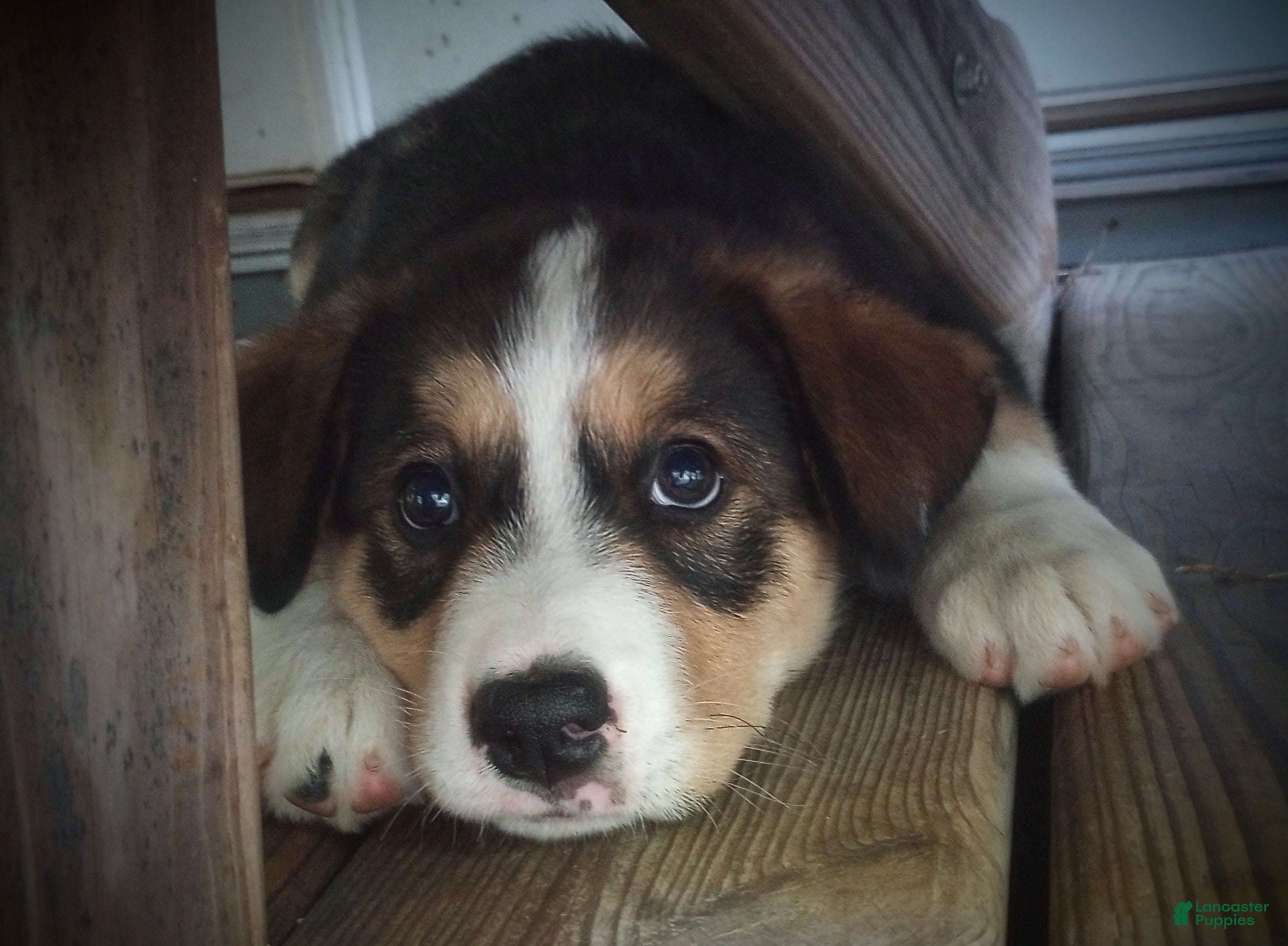 Mixed Breed dogs CRYSTAL - Ad 19