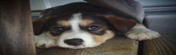 Mixed Breed dogs for sale: CRYSTAL *SALE* - Ad 1