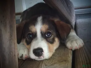 Mixed Breed dogs CRYSTAL *SALE* - Ad 3