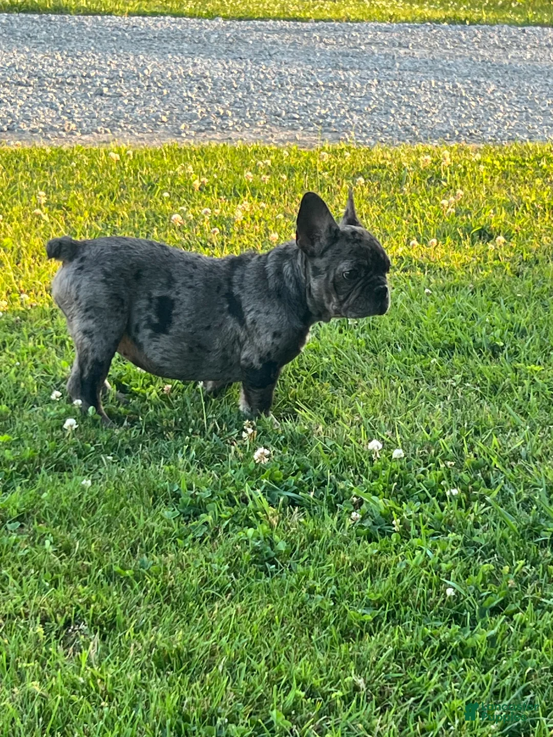 French Bulldog dogs for sale:  Figgy - Ad 2