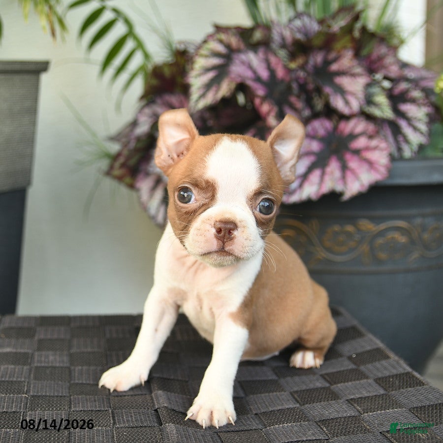 Boston Terrier dogs Whimsy  - Ad 2