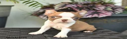 Boston Terrier dogs for sale: Whimsy  - Ad 5