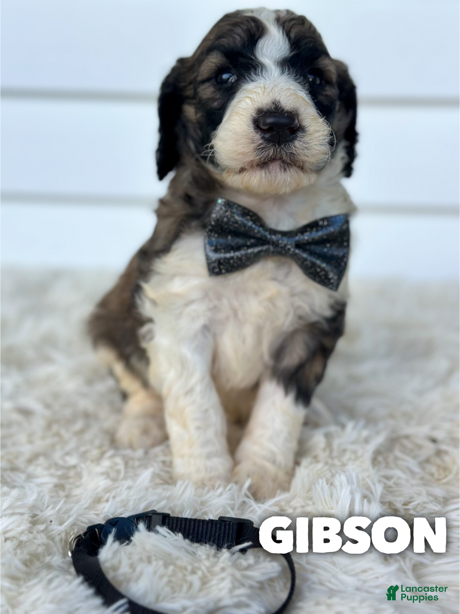 Gibson (Saint Berdoodles, Male) in Columbia City, IN