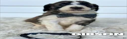 Saint Berdoodles dogs for sale: Gibson - standard f1b - Ad 1