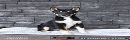 Shiba Inu dogs for sale: Victor - Ad 4