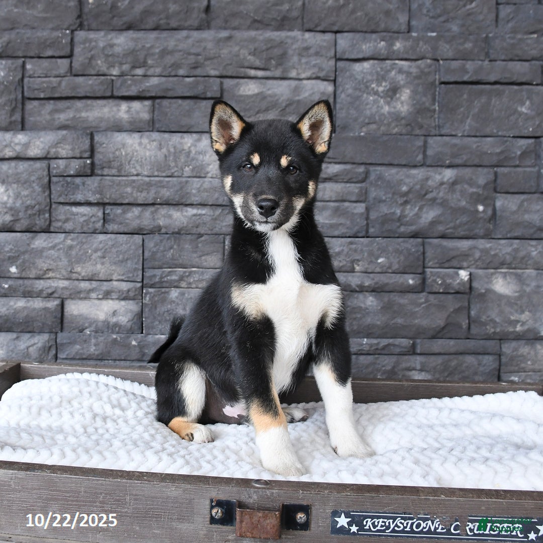 Shiba Inu dogs for sale: Victor - Ad 4