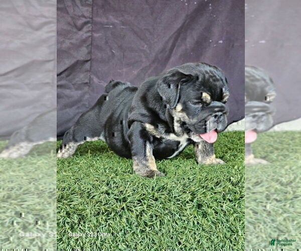 English Bulldog dogs BUBBLES - BLACK TAN TRI MICRO IN CALI - USA DELIVERY - Ad 2