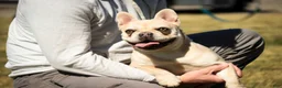 French Bulldog dogs for sale: Addie - Ad 1