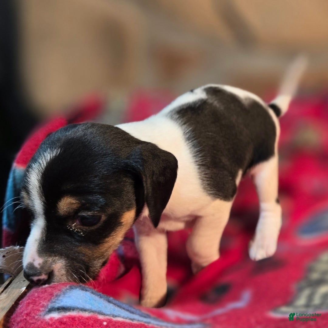 Beagle dogs for sale: Cinnamon Queen Elizabeth Pocket Beagle - Ad 9