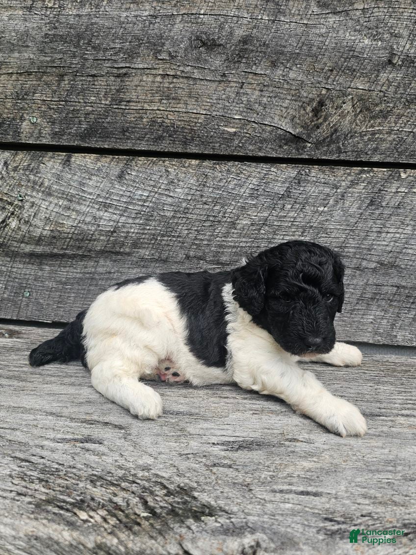 Standard Poodle dogs Harper - Ad 2