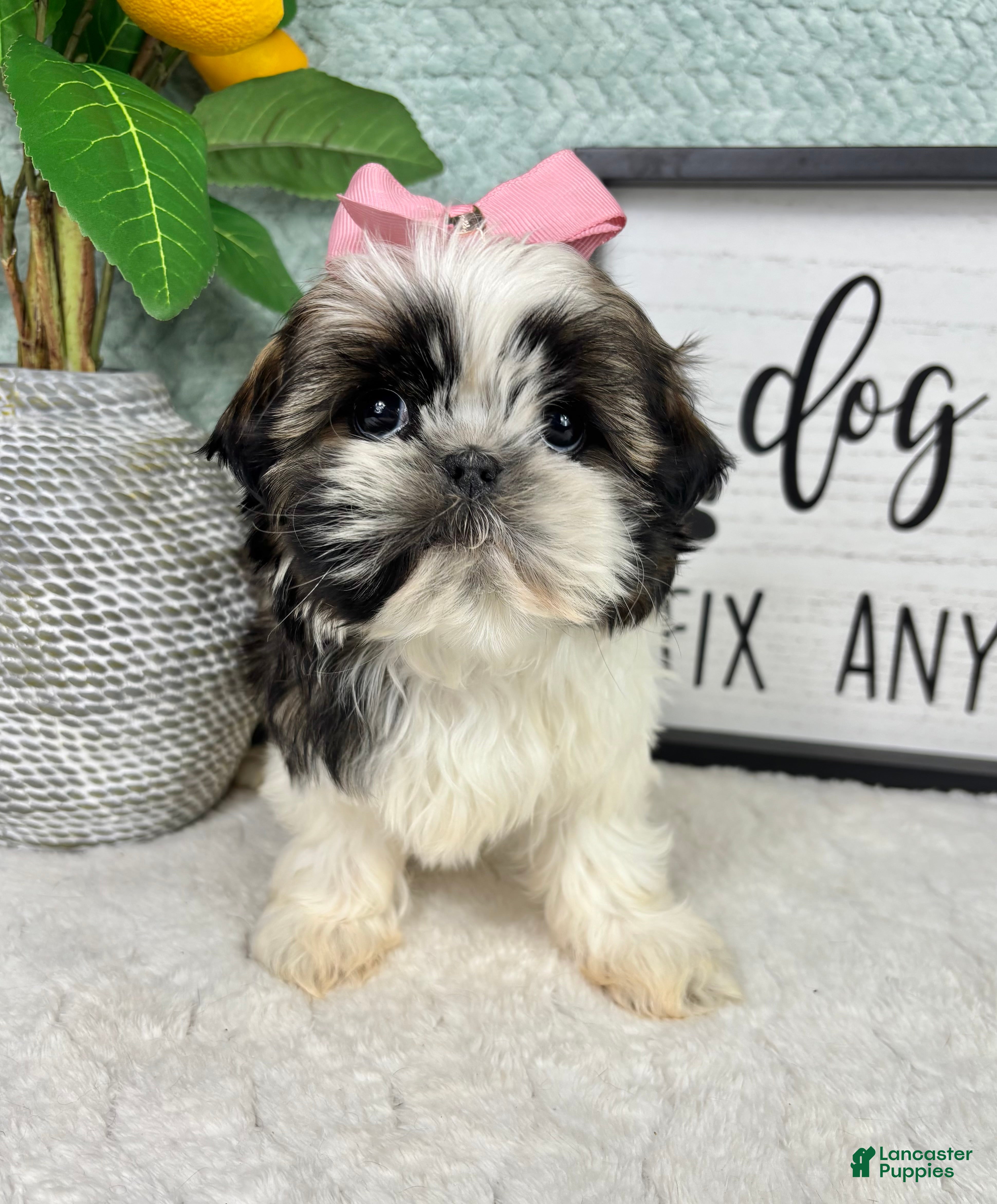 Shih Tzu dogs Suzy - Ad 26