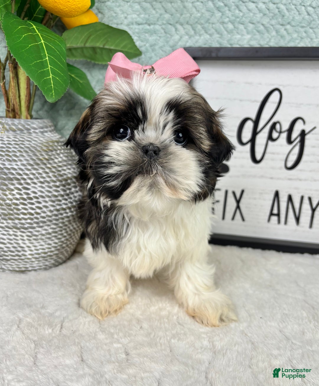 Shih Tzu dogs for sale: Suzy - Ad 1