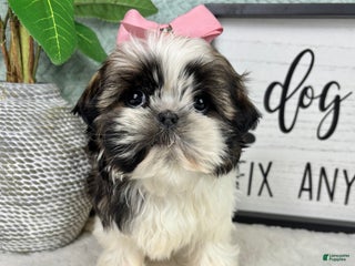 Shih Tzu dogs Suzy - Ad 5