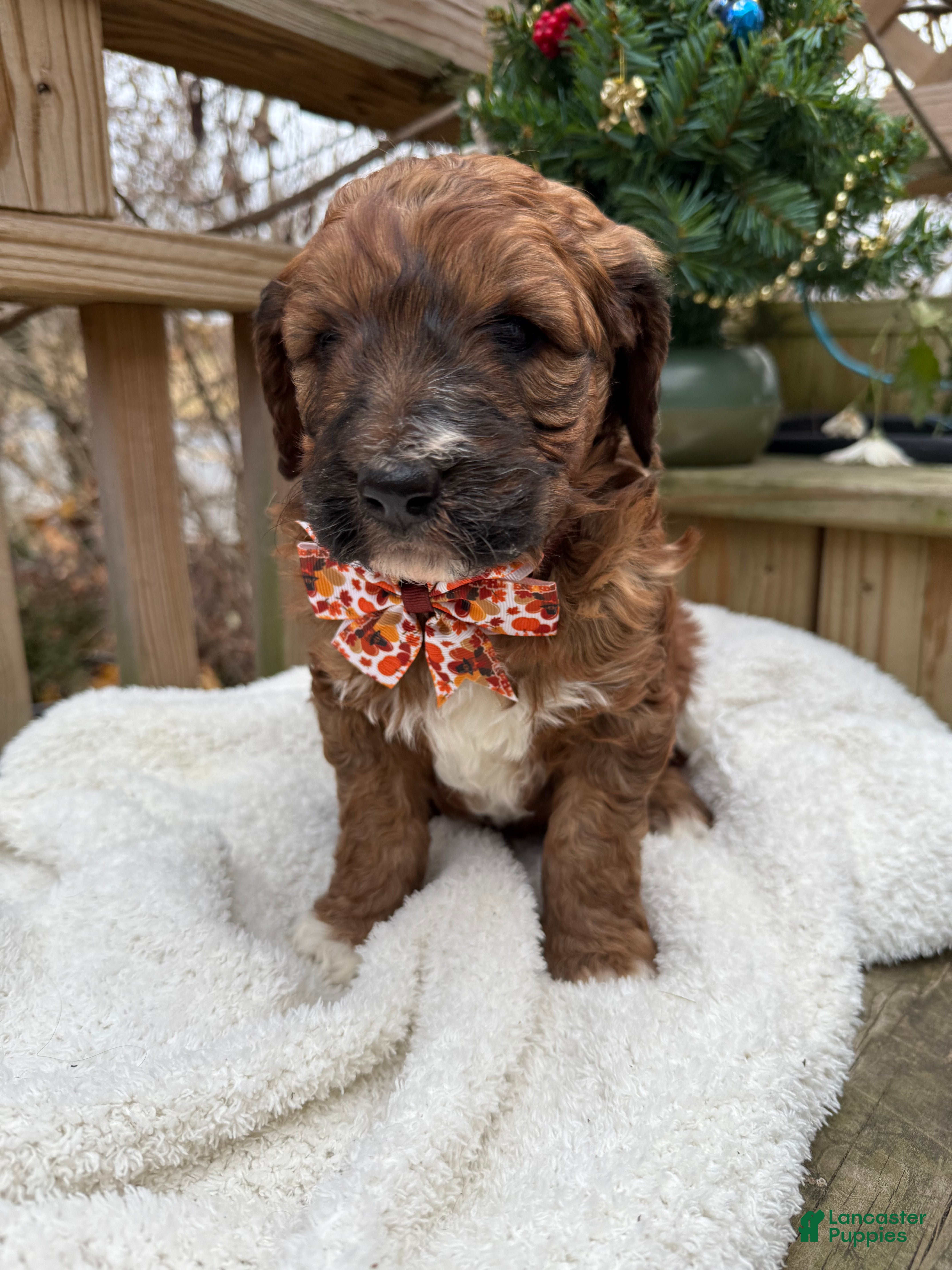 Mixed Breed dogs Bear  - Ad 4