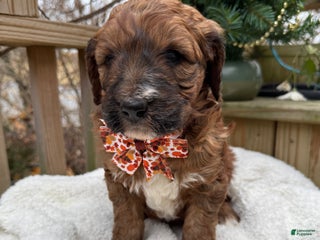 Mixed Breed dogs Bear - Ad 2