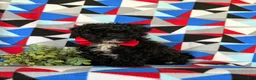 Mixed Breed dogs for sale: Murray - Ad 1